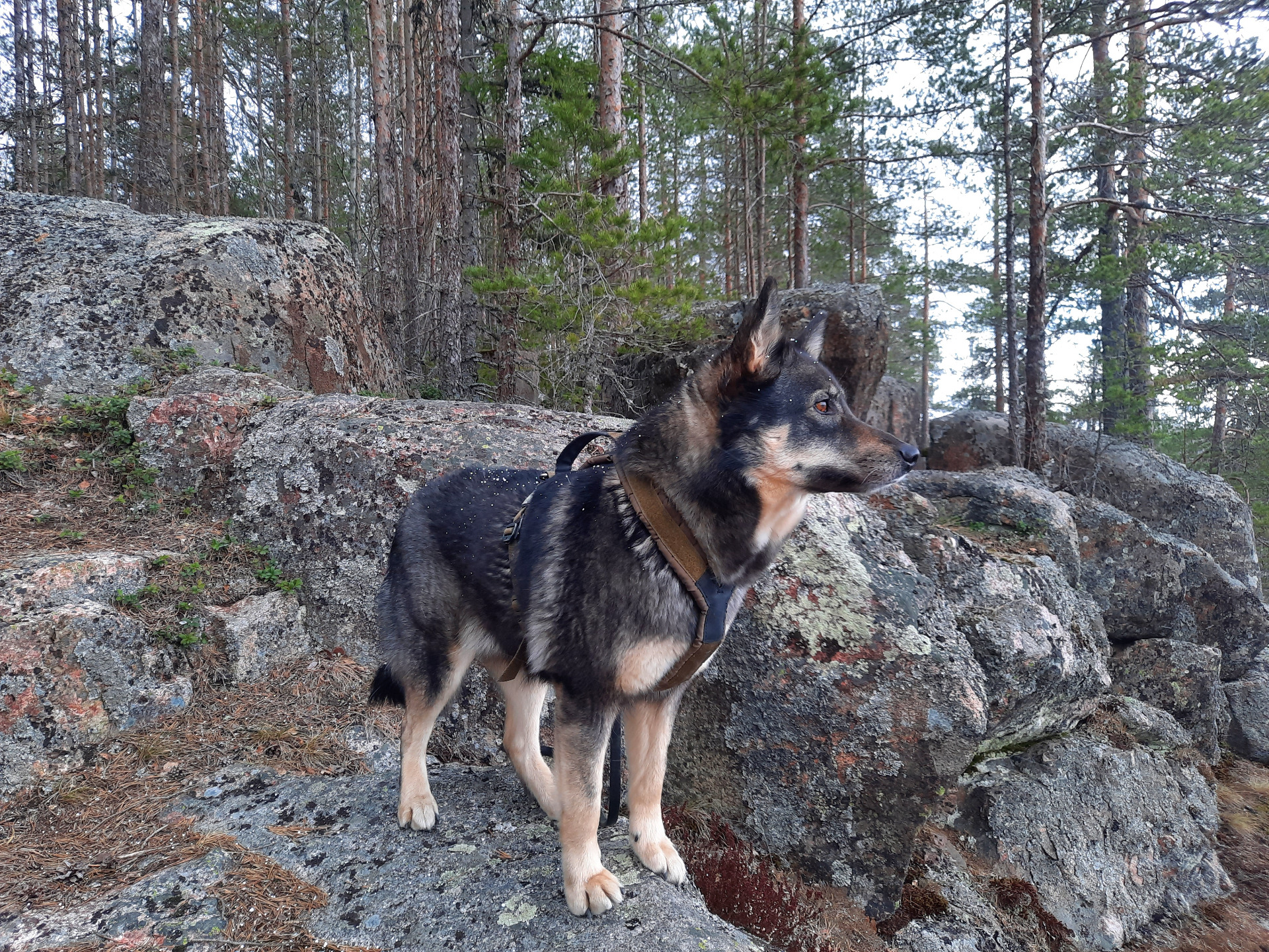 Malla
