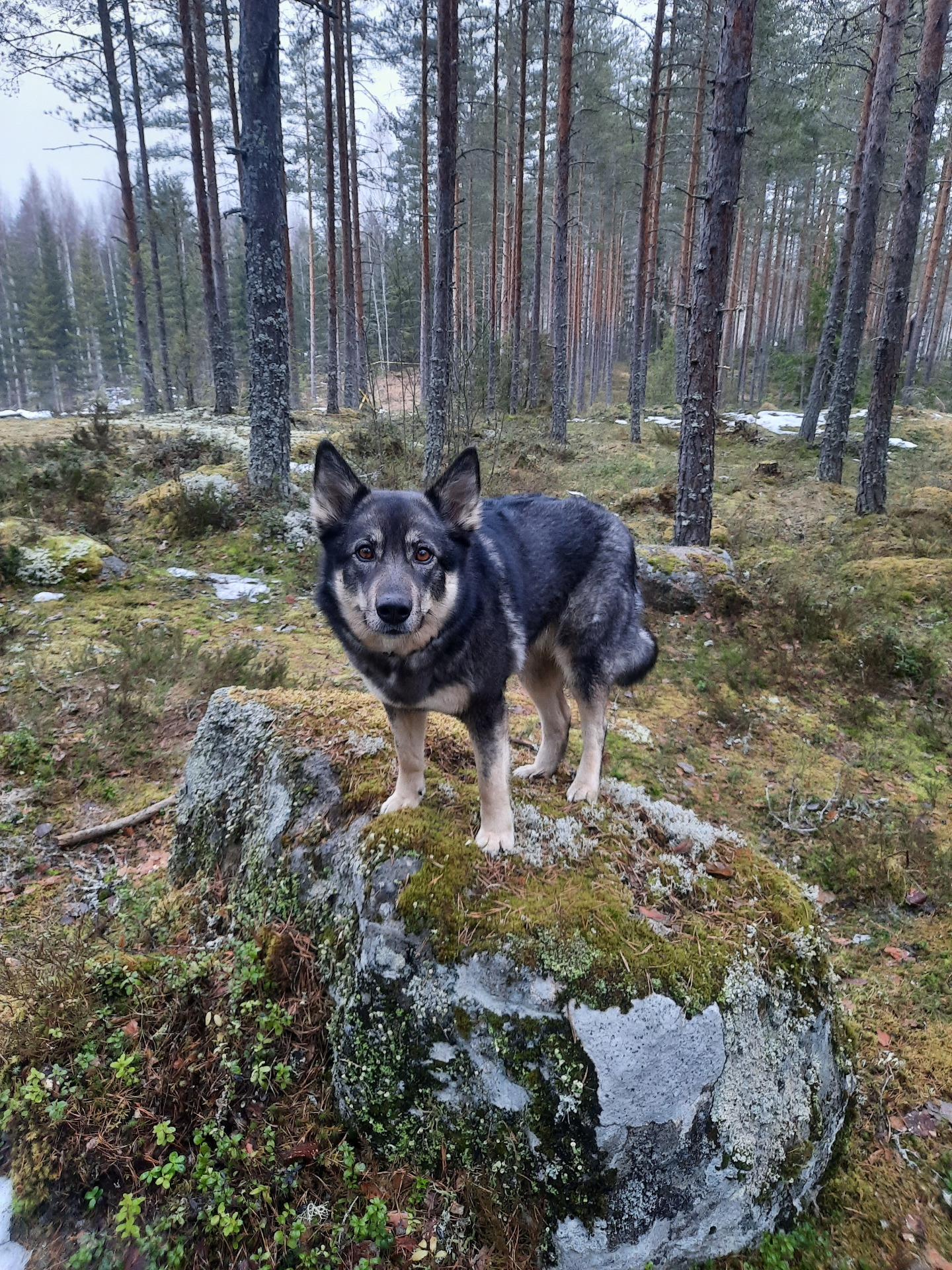 Malla