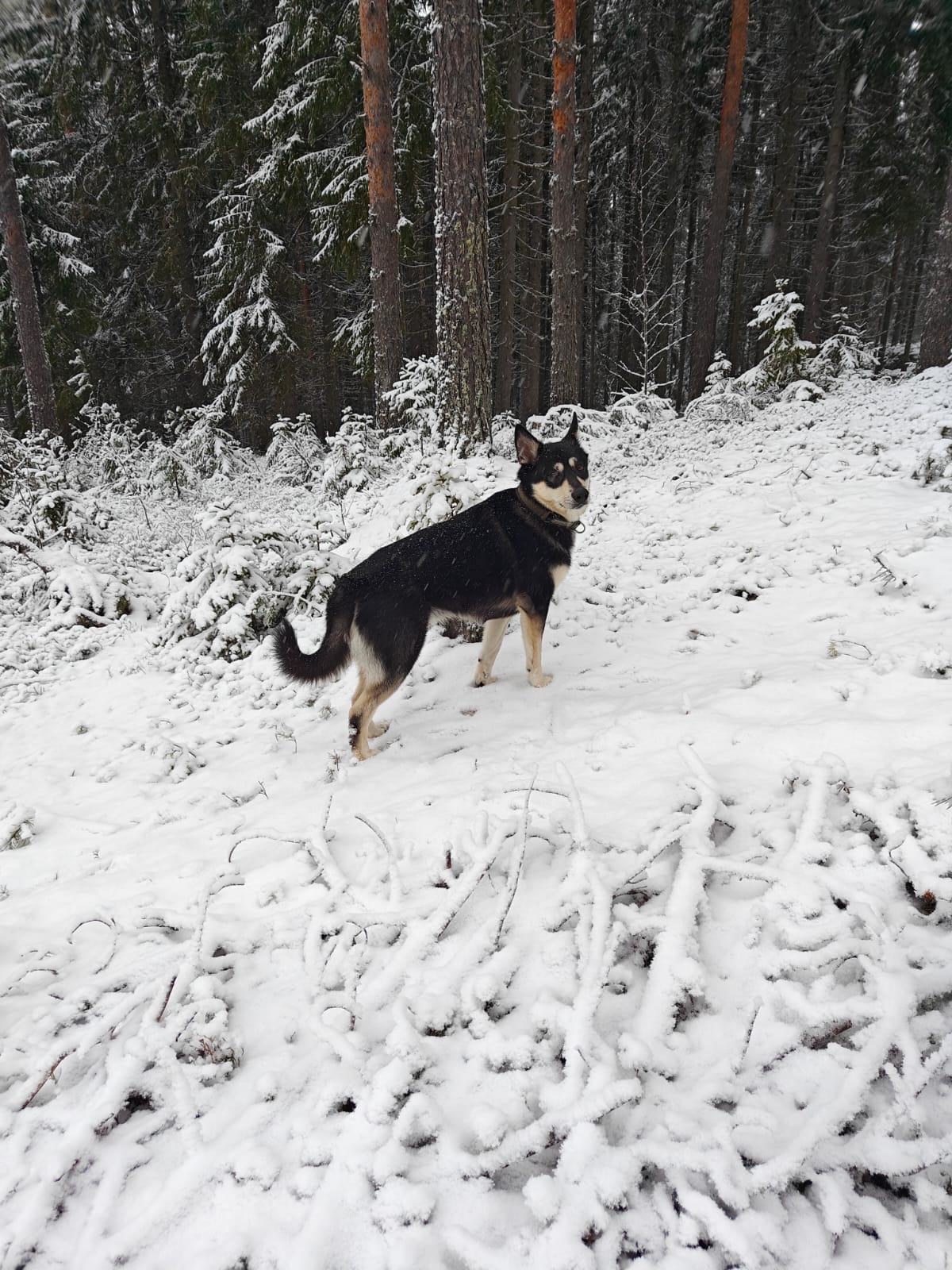 Mosku